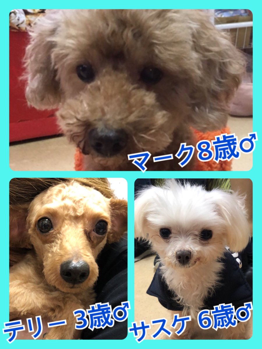 🐾今日の里親様募集中ワンコ🐶メンバーです🐾2019,10,27